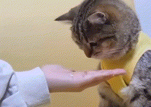 pic_002.gif
