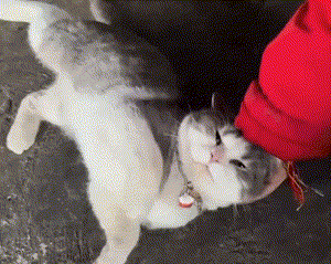 pic_014.gif
