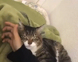 pic_004.gif