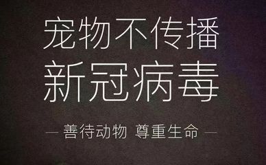 猫咪新冠感染后需要治疗吗？铲屎官阳了猫咪怎么办？